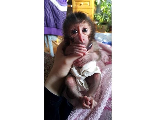 Маймунчето като бебче