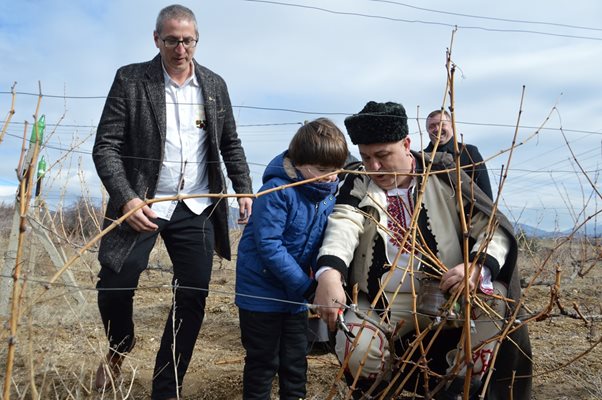 Зарязаха лозята в Дъбрава.