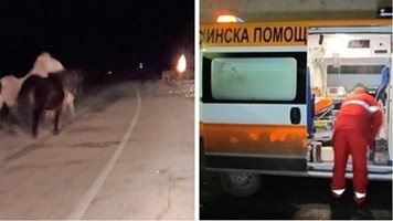 В реанимация продължава да е пострадала в катастрофата с коне