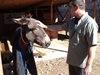 Обгрижват 17 стари магарета в приют