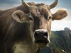 Турция "експулсира" холандски крави в разгара на дипломатическа криза