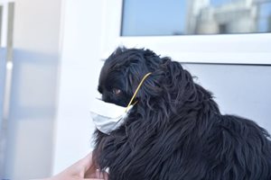 Във Варна слагат маски и на кучетата (Снимки)