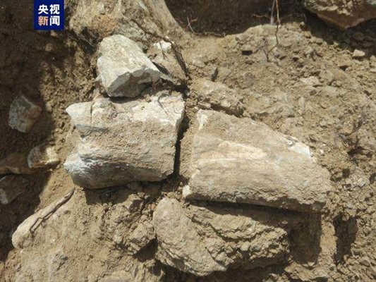 В Синдзян откриха вкаменелости от хипариони на 8 млн. години
