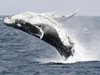 Затоплянето на климата върна китовете в Арктика