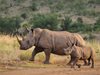 Продават на търг най-големия резерват за носорози в света