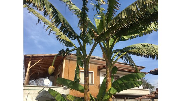 Високи палми се извисяват в двора на семейство Главнови в Катуница