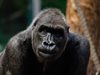 Ваксинираха 9 човекоподобни маймуни срещу COVID-19
