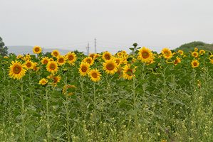 България трета в света по износ на олио, но евтин слънчоглед от Украйна притисни министъра