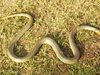 Уловиха змия в двора на училище в Свищов