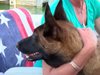 Куче преплува 10 км в езерото Мичиган, за да се върне при стопаните си (видео)