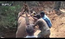 Спасяване на слон от 21 метрова дупка в Индия
