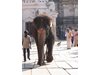 Всеки ден в Индия загива по един човек от слон или от тигър