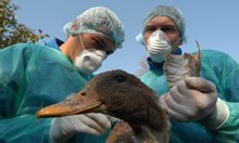 Чума, птичи грип, антракс - кога смъртоносните болести по животните са опасни и за хората