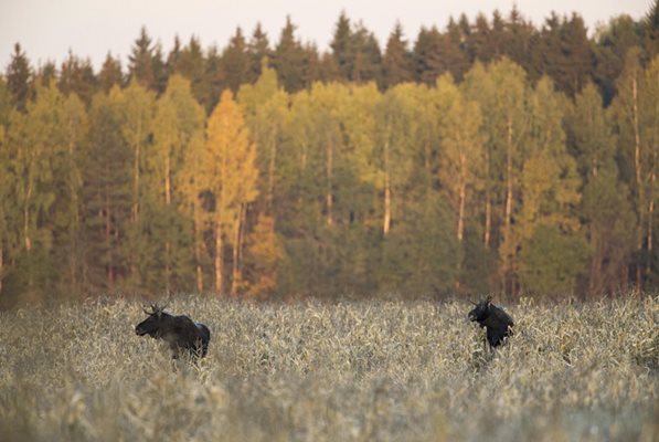 Уапити се хранят в поле от царевица в мразовито есенно утро в Минск.