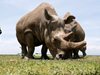 В Кения започна маркировката на носорозите с цел опазването им (Снимки)
