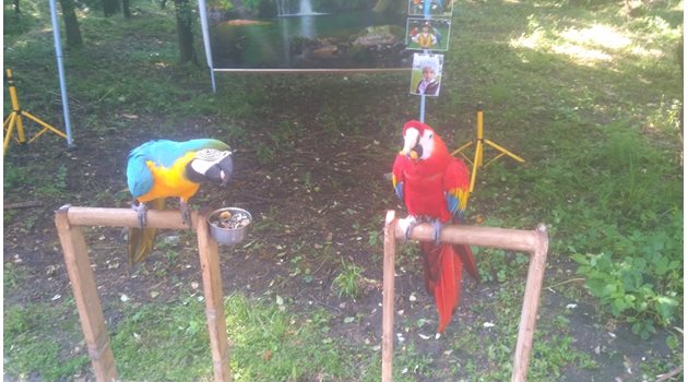 Живи папагали чакат да позират за снимки.