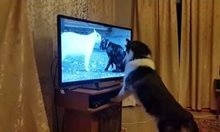 Кучето и политолозите по телевизора