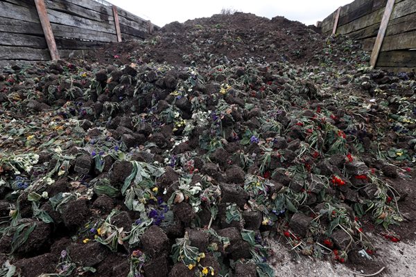 Цветята на градинарите умират в Обединеното кралство заради блокадата. 