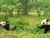 Две панди ще бъдат изпратени 
от Китай в Холандия