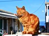 Котките в Кипър са двойно повече от жителите на острова