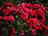 70-години по-късно български рози отново ще украсяват центъра на Лондон
