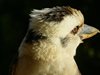Любител засне една от най-редките птици в Австралия