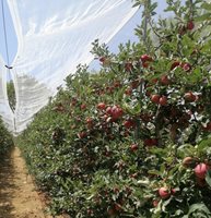 Търсенето на биологични ливански ябълки и ядки надвишава предлагането