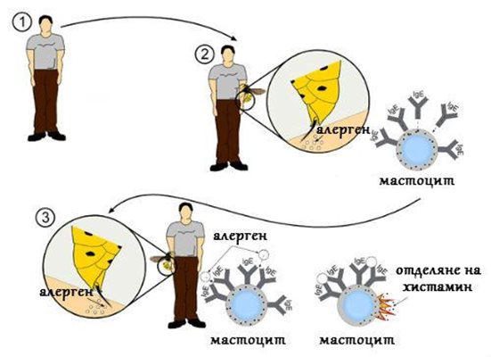 6 билки срещу алергиите