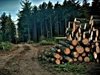 Албания забрани дърводобива за 10 години