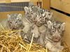 Австрийска зоологическа градина показа белите си тигърчета (видео)