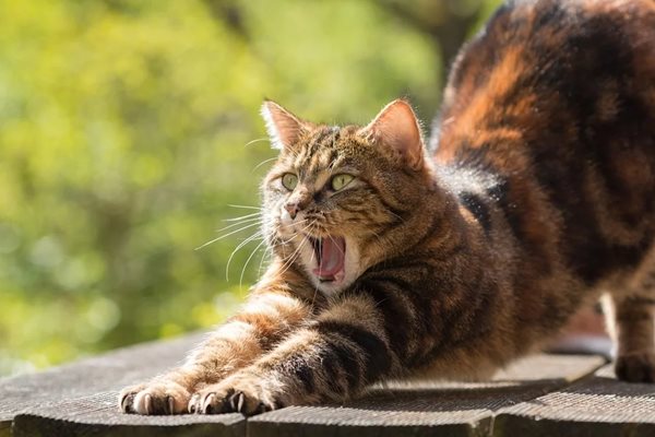 Специалистите по ветеринарна медицина препоръчват на собствениците на котки да държат домашните си любимци на закрито, за да помогнат за предотвратяване на разпространението на коронавируса.