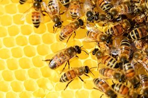 Учени разработиха роботизирана пита, предпазваща пчелите от гибел от студ