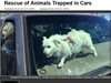 В Калифорния узакониха разбиването на чужд автомобил заради животни