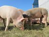 Два нови случая на африканска чума
по свинете в Румъния