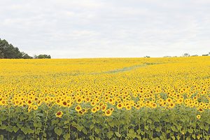 Започна жътвата на слънчогледа в Добричко