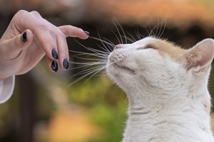 5 неща, които да спрете да казвате на котката си