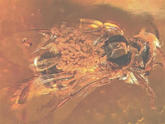 Пчела на милиони години е застинала в този кехлибар. На гърба й е първата открита вкаменена орхидея - доказателство, че това цвете е съществувало и по времето на динозаврите.
СНИМКИ: РОЙТЕРС