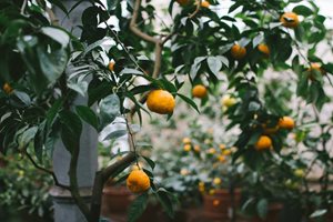 Градина: Как правилно да
отглеждаме цитруси вкъщи