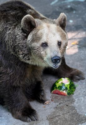 СНИМКА: Орлин Цанев