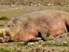 Няма отстреляна дива свиня в Добричка област