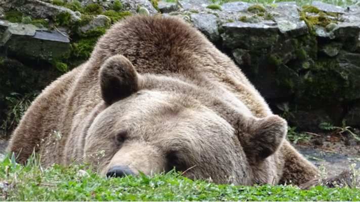 Жегата не събуди мечките в Белица, спят дълбоко