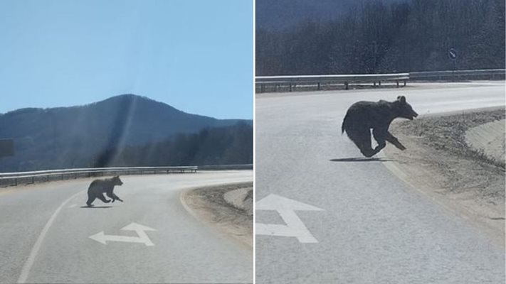 Мечето бърза да пресече пътното платно