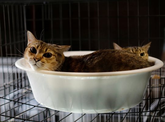 Котки, спасени от Като, се гушкат в леген в дома му.