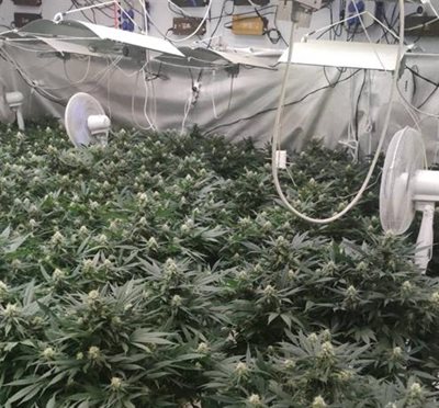 Над 800 растения марихуана отглеждали в оранжерията