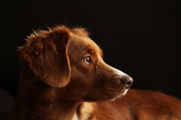 Разследват смъртта на куче в Кюстендилско