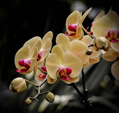 Градина: Орхидеите цъфтят с месеци, ако ги отглеждаме правилно