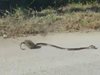 Плъх нападна змия заради бебето си (видео)