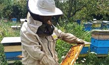 Разединени, пчеларите се надяват да оцелеят в критичното време