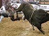 Шестима са ранени при надбягване с бикове на фестивал в Испания
