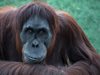 Евтаназираха орангутан на почти 50 години в зоопарк във Виена